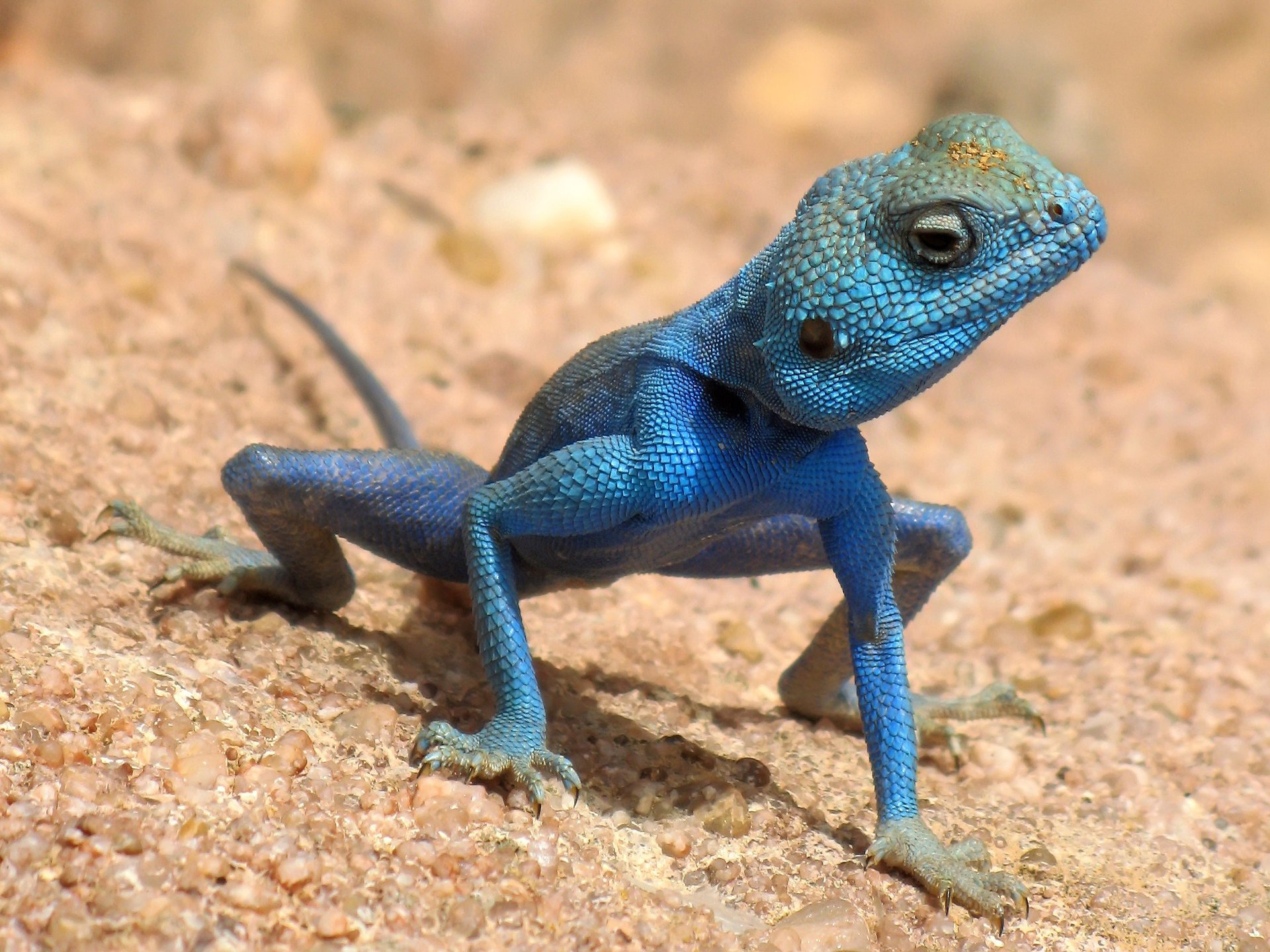 sable lézard griffes regard