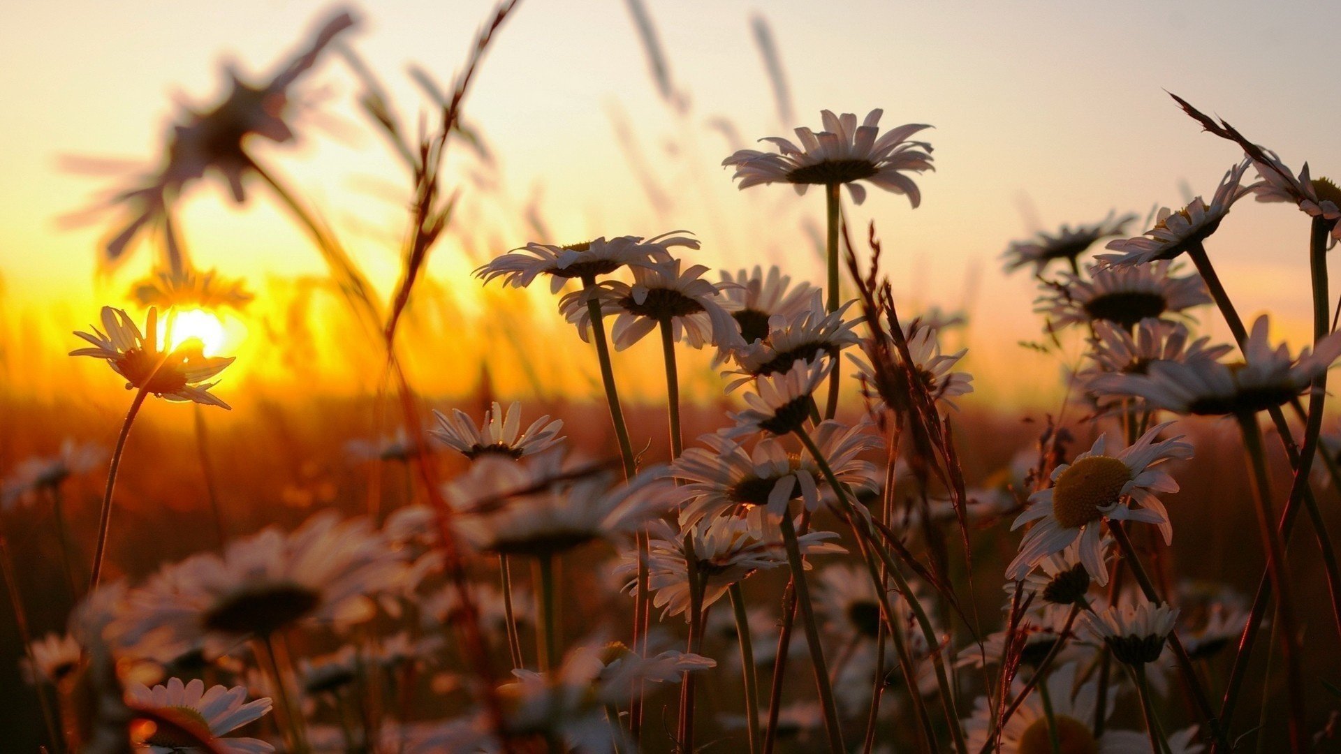 gras sonnenuntergang natur gänseblümchen blumen