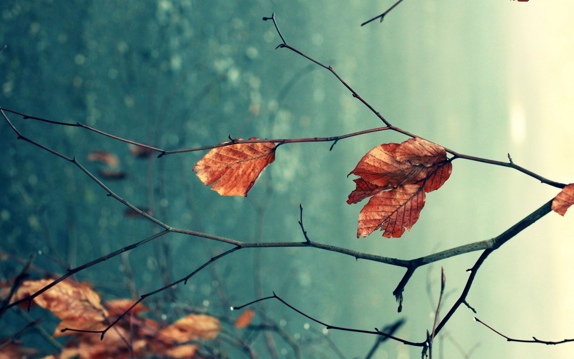 nature macro leaves autumn branche