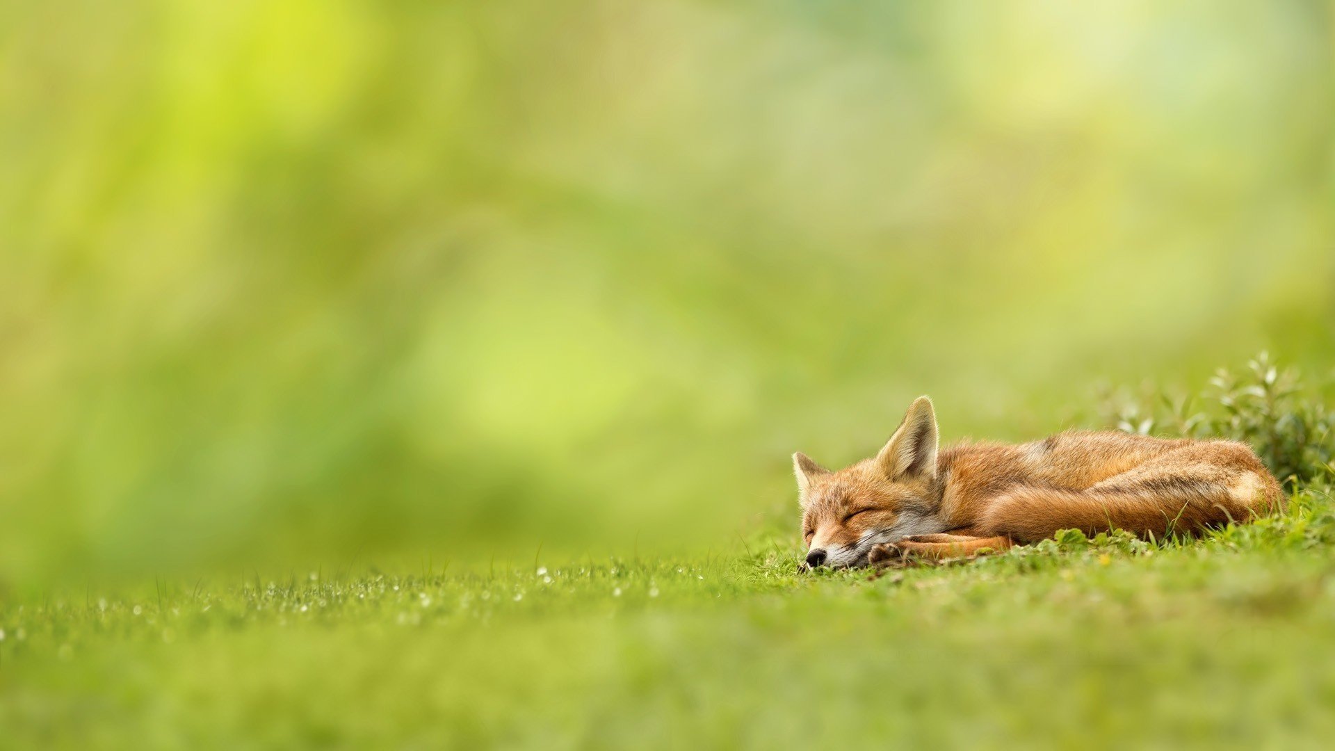 zorro naturaleza durmiendo zorro pelirroja hierba verde