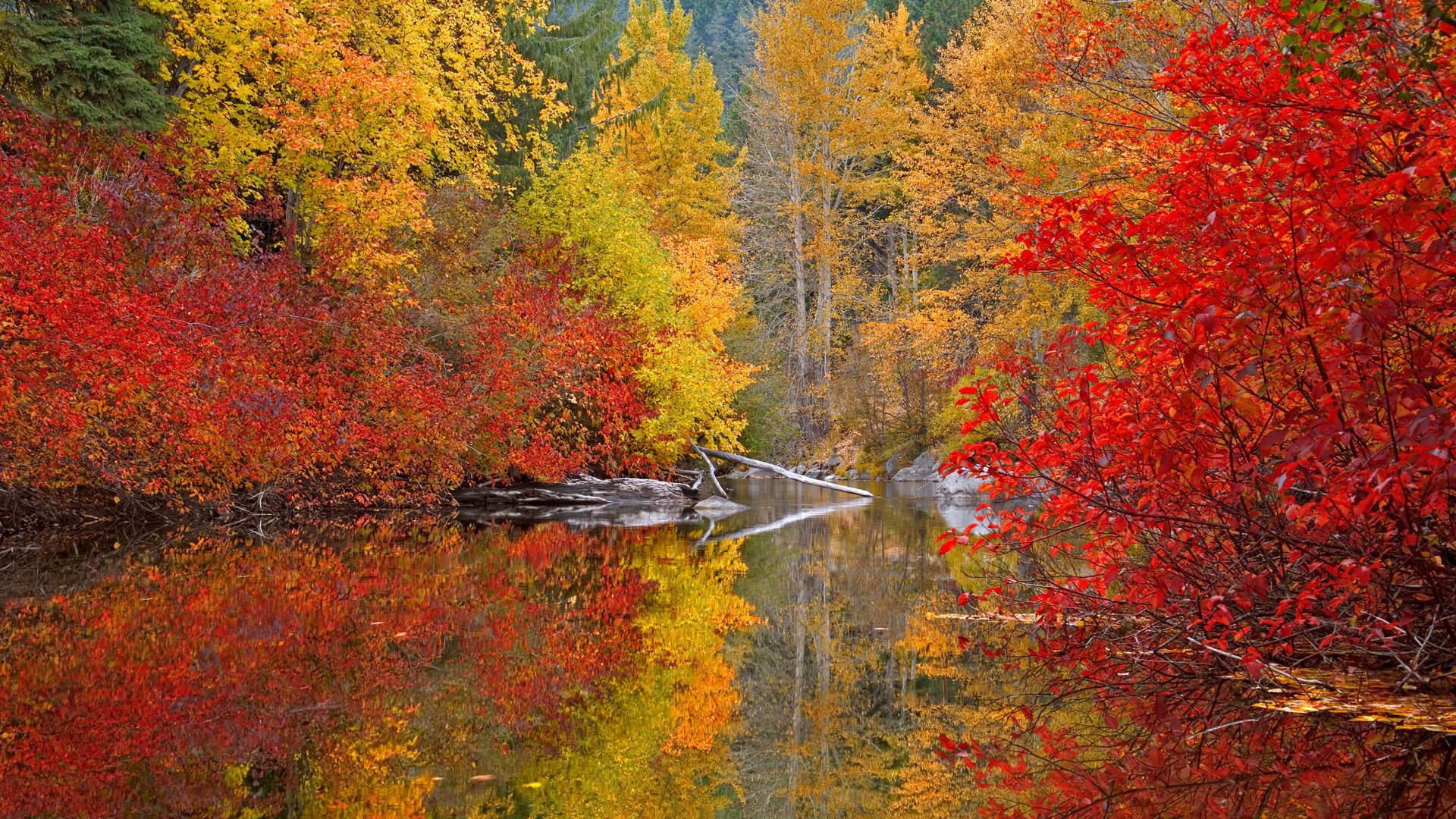 autumn paint forest