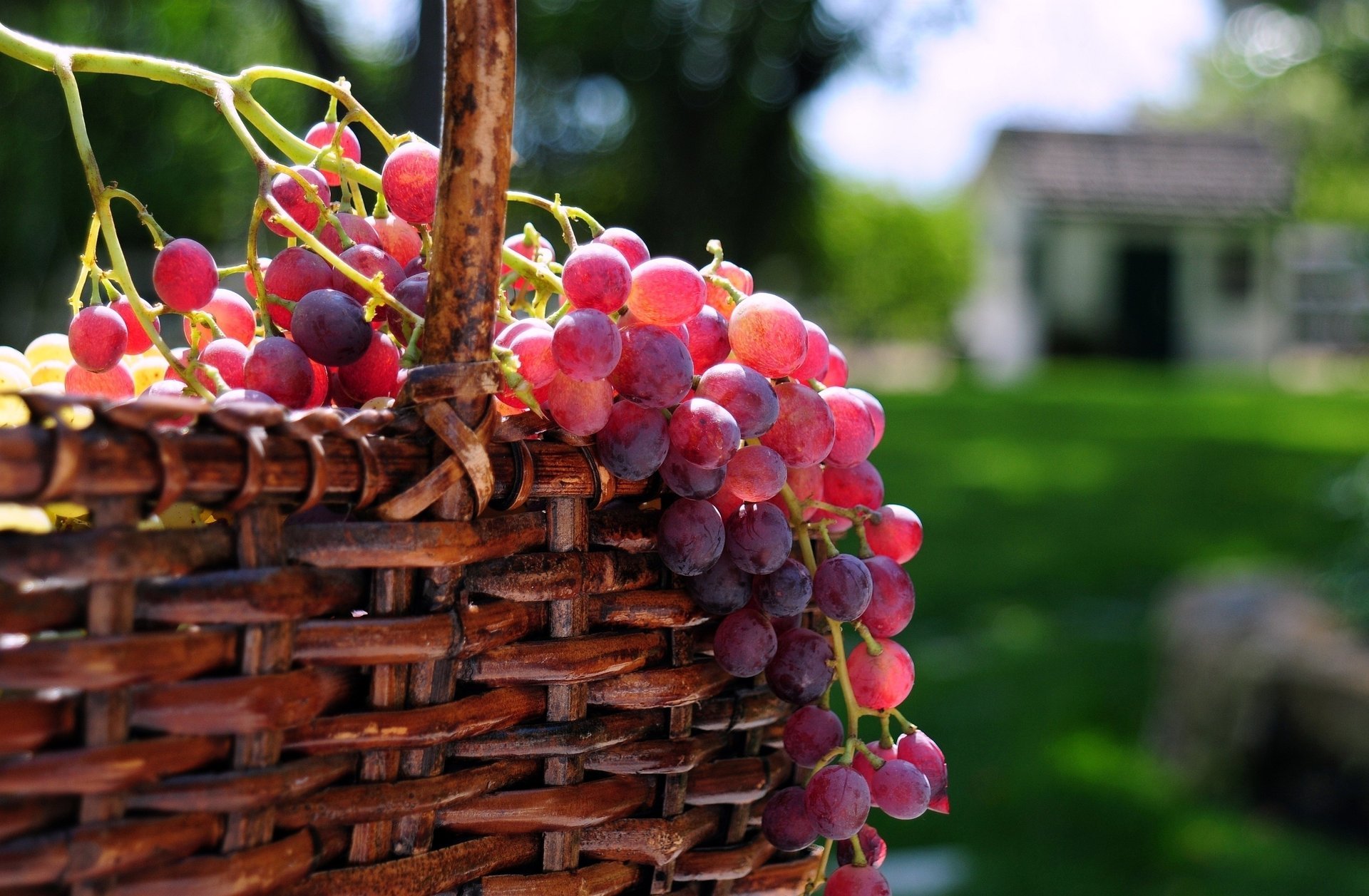 grapes the sun berries basket