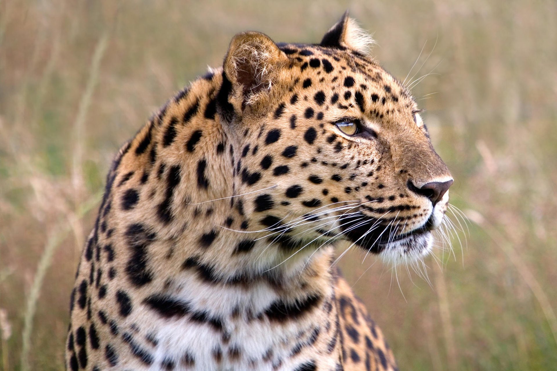 leopardo caccia vista