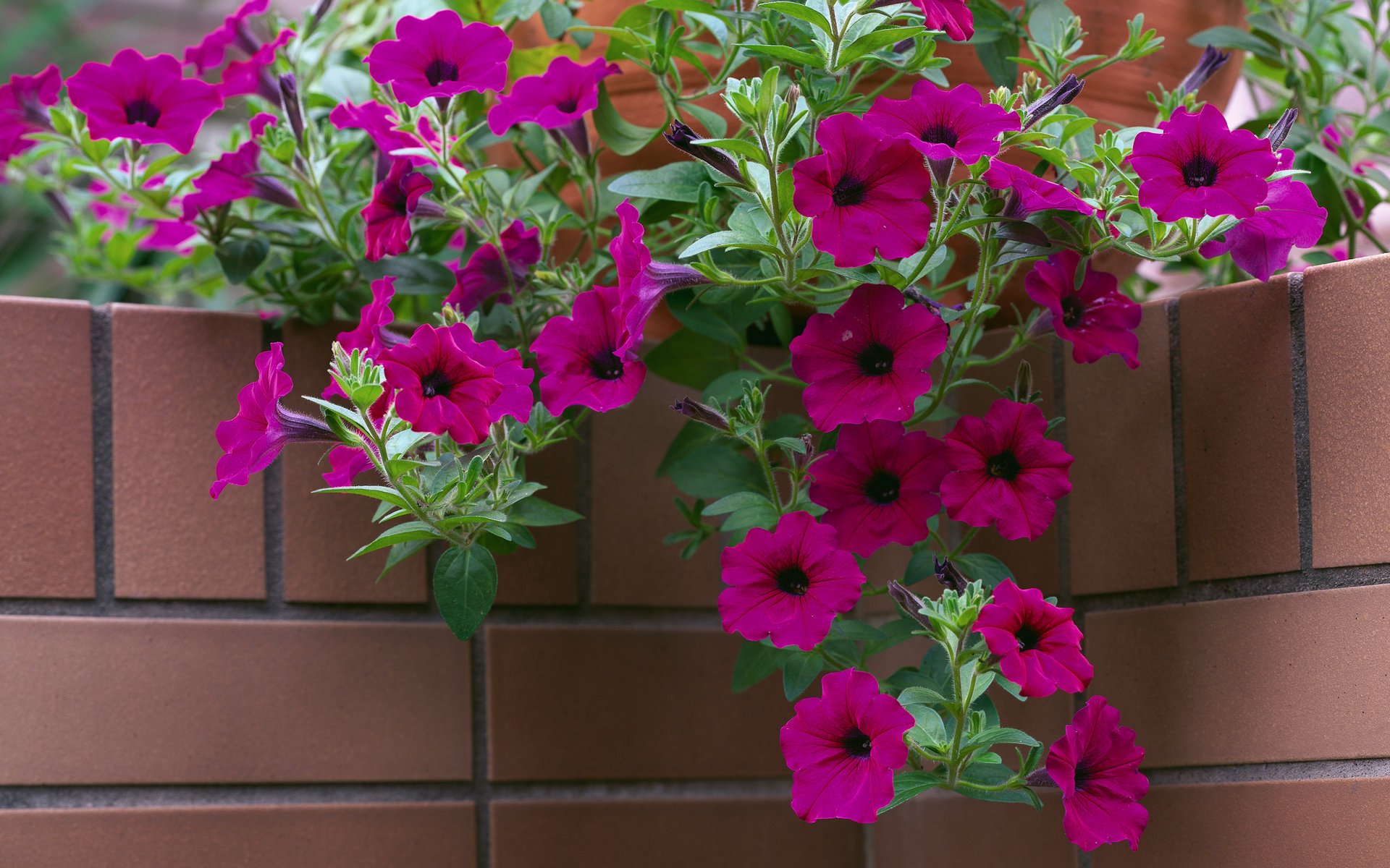 esquina flores maceta ladrillo petunia