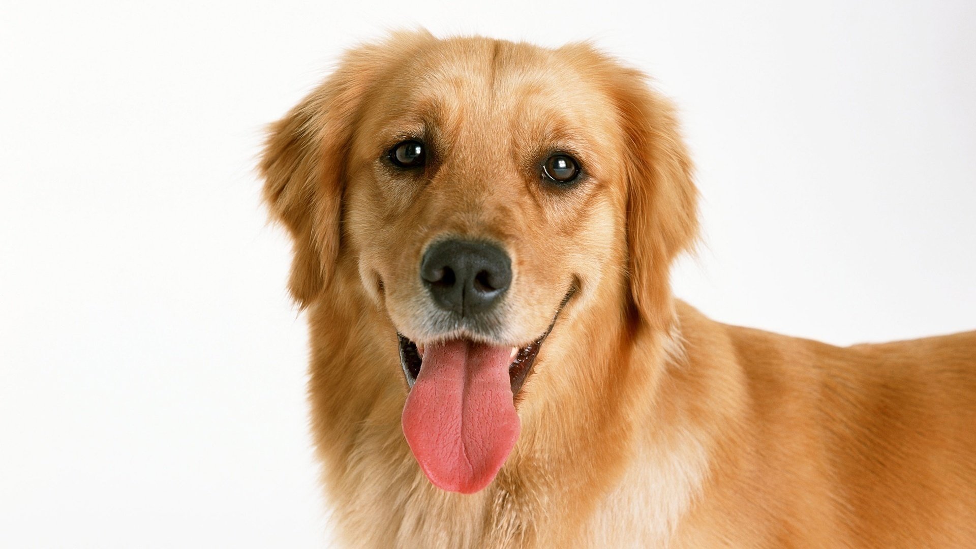 retriever tongue dog muzzle golden dog