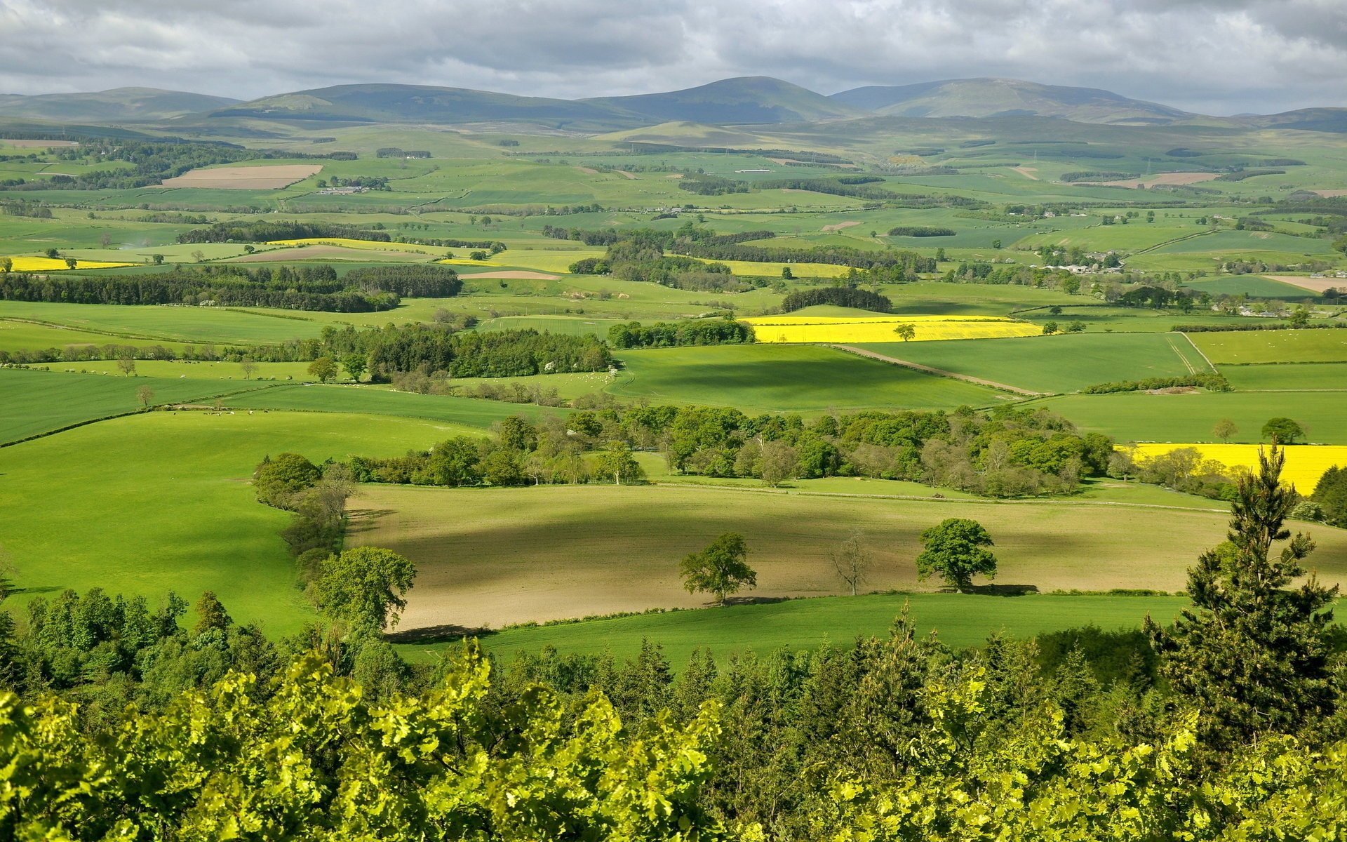 trees field valley