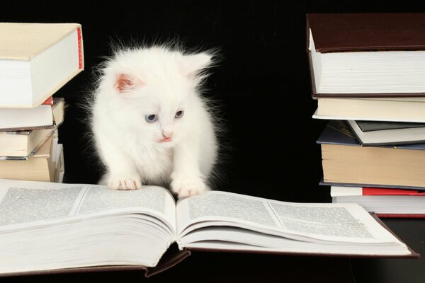 A white kitten is looking at books