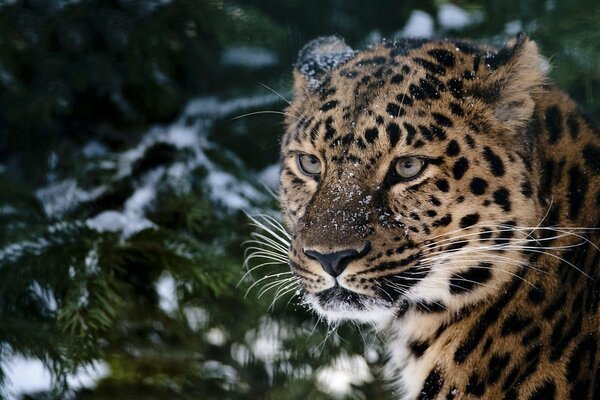 Leopardo nella foresta innevata su uno sfondo di abete rosso