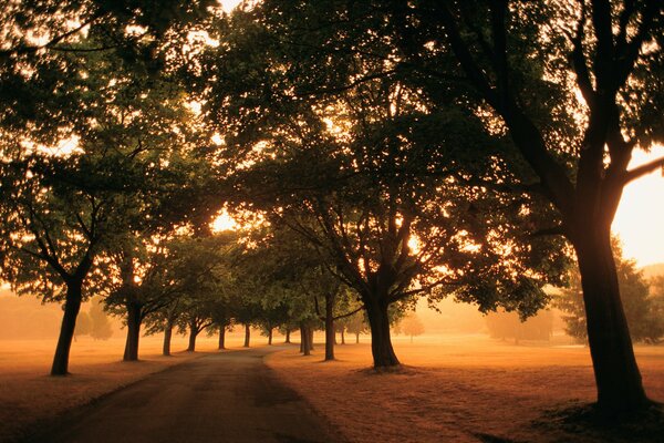 Sonniger, nebliger Morgen im Wald