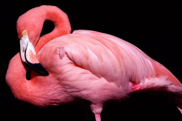 Rosa Flamingo auf schwarzem Hintergrund