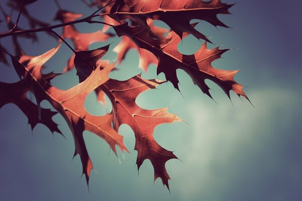 Autumn leaves in macro photography