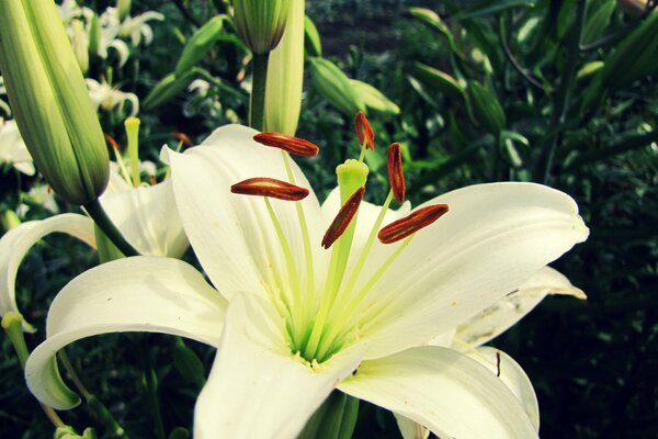 Die Königin der Blumen ist eine faszinierende weiße Lilie für das Auge