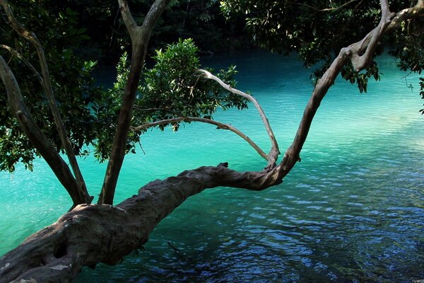 Ein alter Baum bewundert seine Reflexion im Fluss