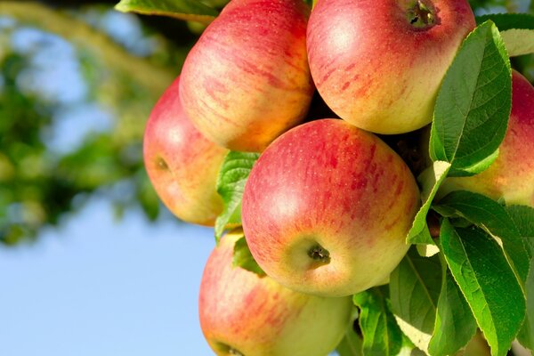 Ripe apples on a branch with green leaves