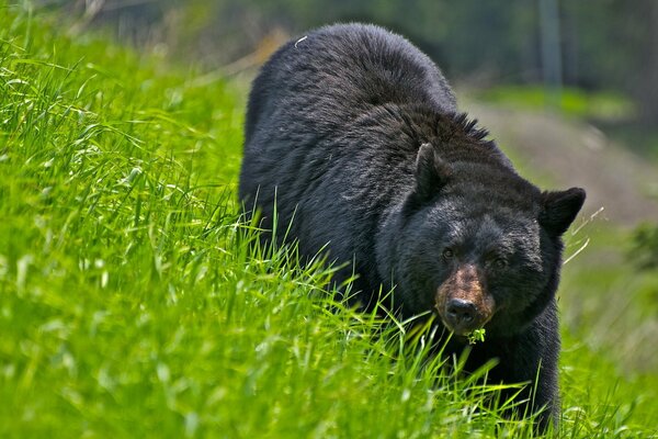 Orso nero che cammina sull erba verde