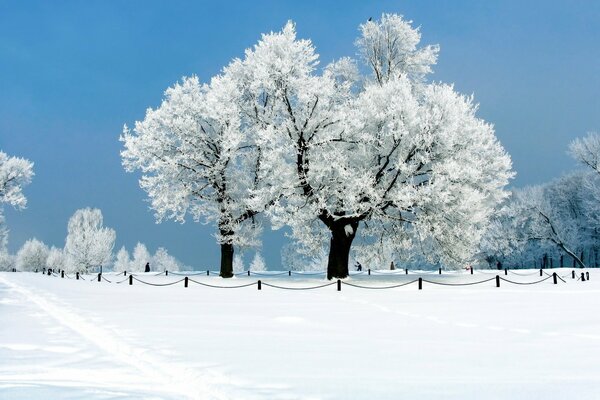 Schöner schneebedeckter Baum und klarer Himmel