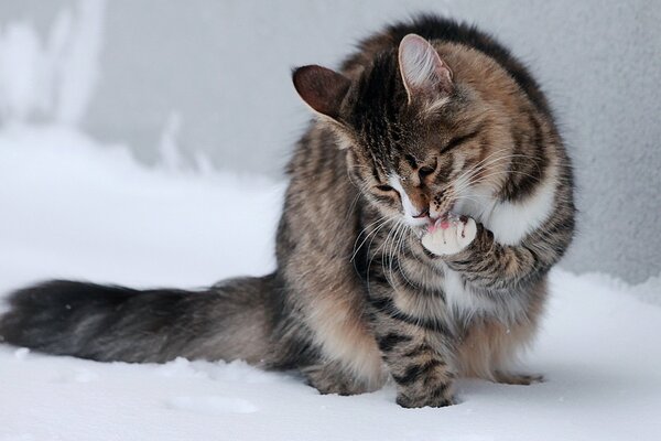 Katze freut sich über den ersten Schnee