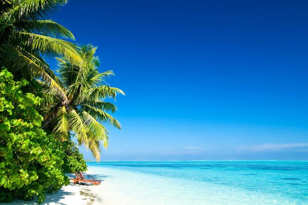 A luxurious palm tree on the shore of the azure sea