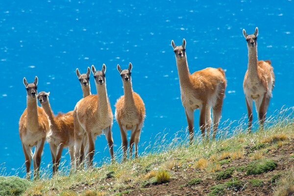 Eine Herde neugieriger Lamas vor dem Hintergrund der Steppe und des Meeres