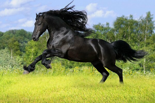 Cavallo nero che cavalca sull erba verde