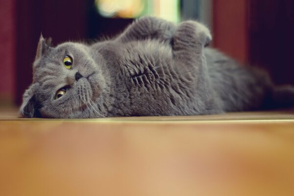 Dreiste Katze ruht sich nach dem essen aus