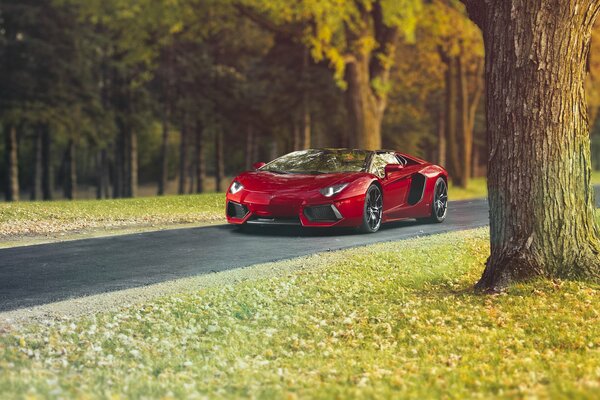 Lamborghini rojo contra el bosque