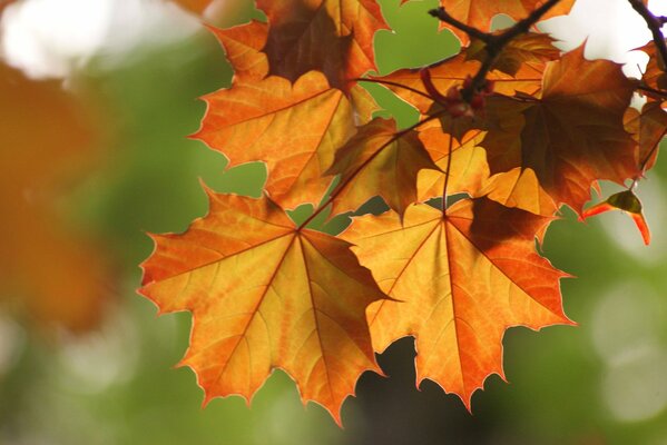 Die herbstlichen Ahornblätter hängen an einem Ast