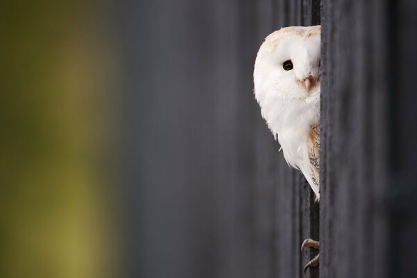 Curious owl chick looks out from hiding