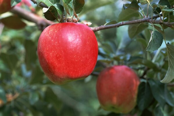 A red ripe apple is hanging on a branch