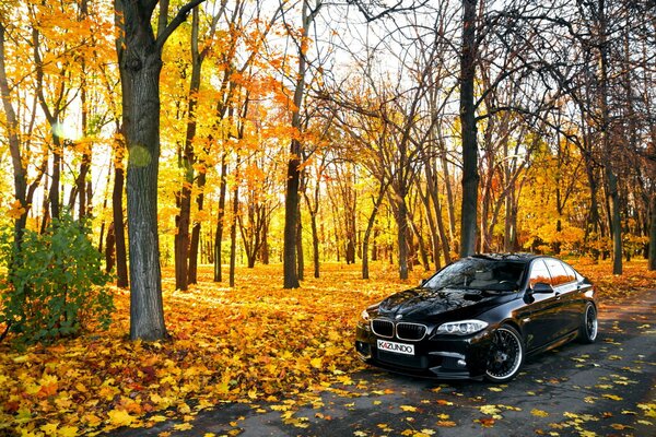 Coche negro en follaje dorado