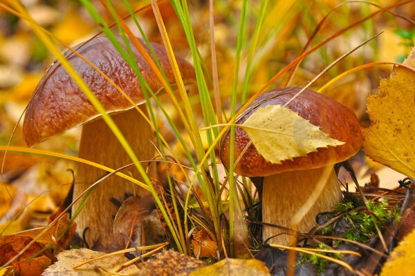 Macro disparo de hojas de otoño y hongos en la hierba