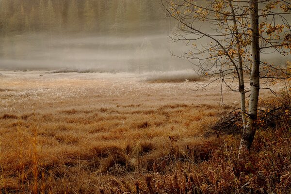 Nebbiosa mattina d autunno nella foresta