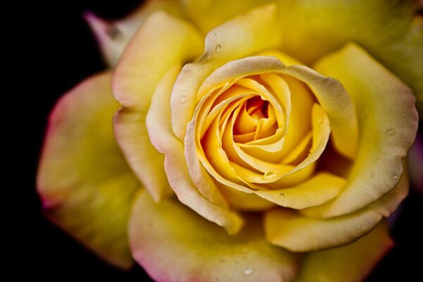 Schöne detaillierte gelbe Rose