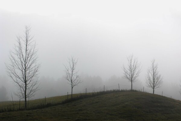 Foggy morning in the village