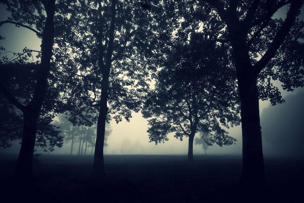 Noche mística entre los árboles en la niebla