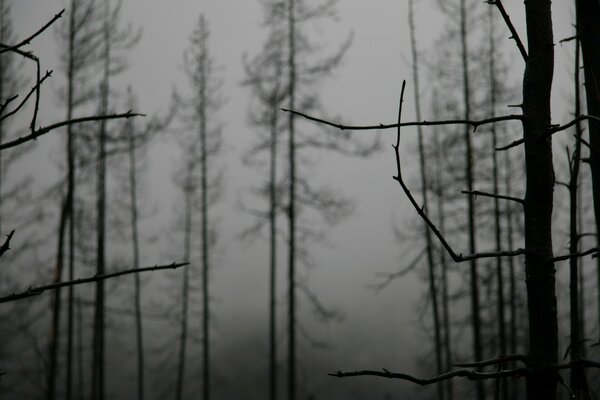 A gloomy forest in the fog