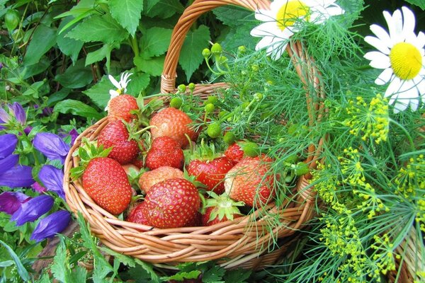 Red strawberries in a wicker basket