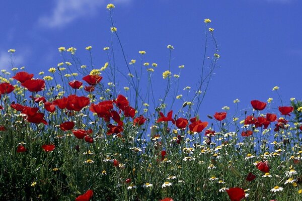 Bella radura soleggiata con fiori di Prato