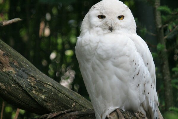 Snow Owl est assis sur une grosse chienne