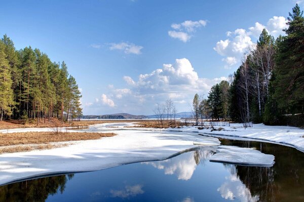 Paysage de printemps. Arbres de Noël au bord du lac