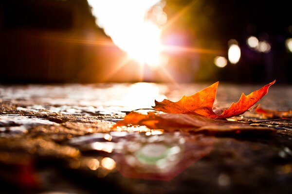 A fallen leaf lies on the road in a macro shot