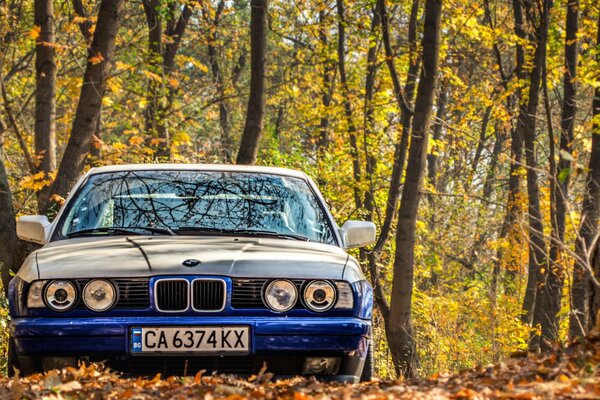 Auto con bei fari nel parco autunnale