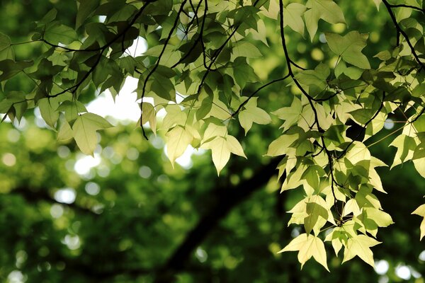 Feuilles vertes suspendues à une branche