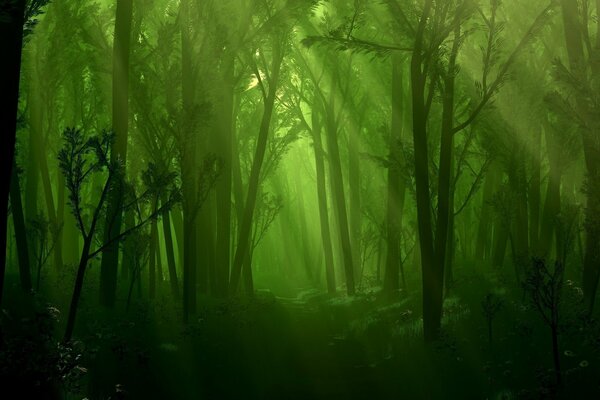 Stimmungsvoller grüner Wald mit schwachem Licht