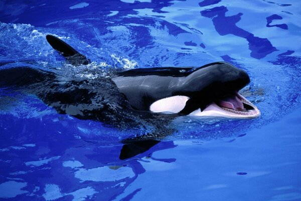 El cachorro de orca le pide que lo alimente