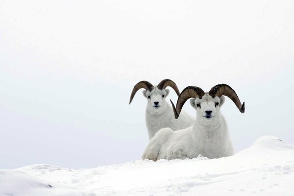 Dos ovejas de montaña blancas en la nieve