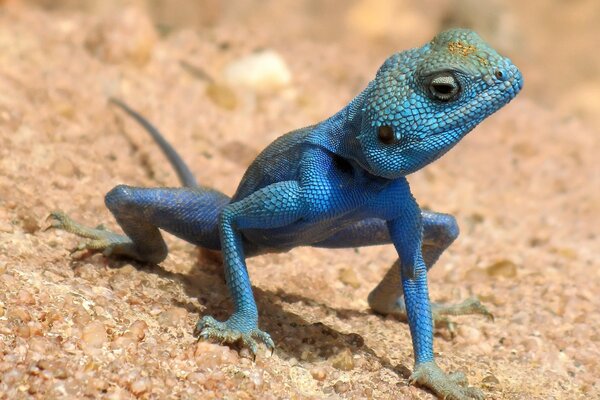 A blue lizard looks sideways on the sand