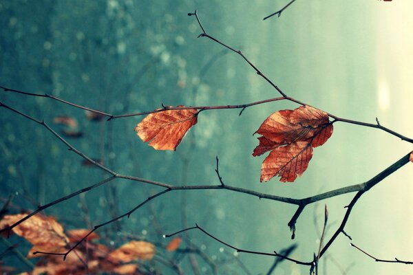 Die Farben des herbstlichen, rot brennenden Baumes