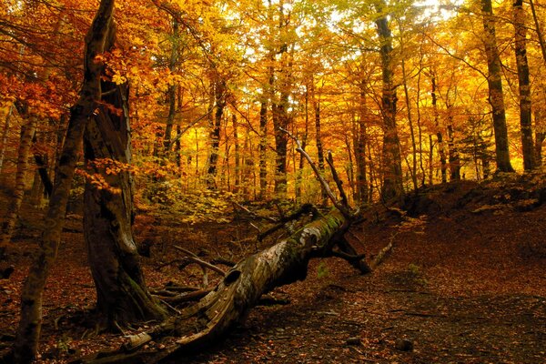 Bosque de otoño y árbol caído