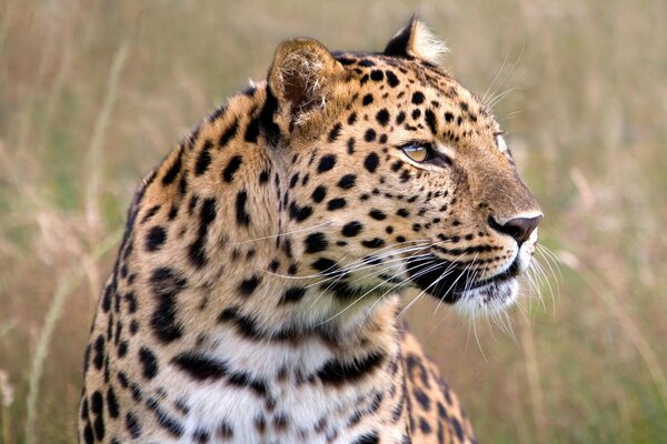 A focused leopard in search of prey